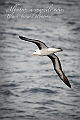 008_Best_of_Antarctica_Ponant