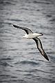 009_Best_of_Antarctica_Ponant