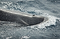 012_Best_of_Antarctica_Ponant