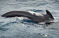 013_Best_of_Antarctica_Ponant