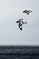 016_Best_of_Antarctica_Ponant