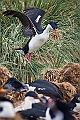 032_Best_of_Antarctica_Ponant