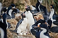 040_Best_of_Antarctica_Ponant