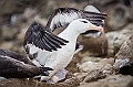 042_Best_of_Antarctica_Ponant