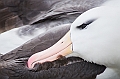 045_Best_of_Antarctica_Ponant