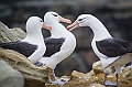 046_Best_of_Antarctica_Ponant