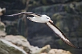 047_Best_of_Antarctica_Ponant