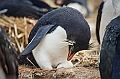 049_Best_of_Antarctica_Ponant