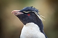 050_Best_of_Antarctica_Ponant