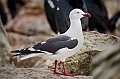 053_Best_of_Antarctica_Ponant