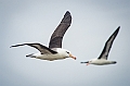 054_Best_of_Antarctica_Ponant