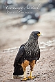 071_Best_of_Antarctica_Ponant