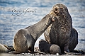 081_Best_of_Antarctica_Ponant