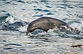 083_Best_of_Antarctica_Ponant