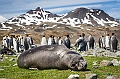087_Best_of_Antarctica_Ponant