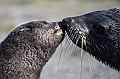 106_Best_of_Antarctica_Ponant