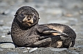 111_Best_of_Antarctica_Ponant