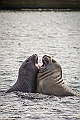 118_Best_of_Antarctica_Ponant