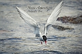 121_Best_of_Antarctica_Ponant