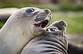 123_Best_of_Antarctica_Ponant