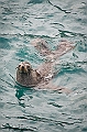 133_Best_of_Antarctica_Ponant