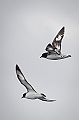 196_Best_of_Antarctica_Ponant