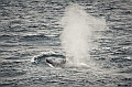 210_Best_of_Antarctica_Ponant