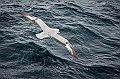 233_Best_of_Antarctica_Ponant