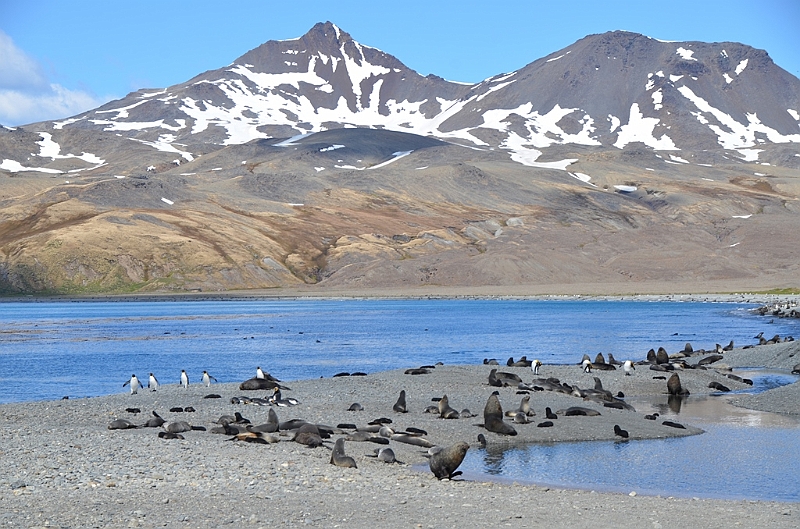 080_Antarctica_South_Georgia_Fortuna_Bay.JPG