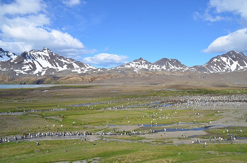 098_Antarctica_South_Georgia_Fortuna_Bay.JPG