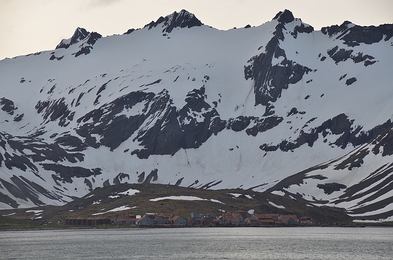 116_Antarctica_South_Georgia.JPG