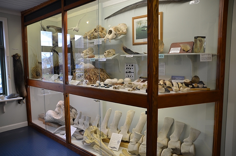 148_Antarctica_South_Georgia_Grytviken_Museum.JPG