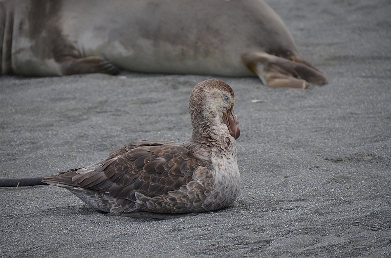 198_Antarctica_South_Georgia_Saint_Andrews_Bay.JPG