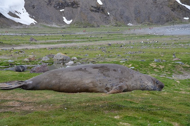 227_Antarctica_South_Georgia_Saint_Andrews_Bay.JPG