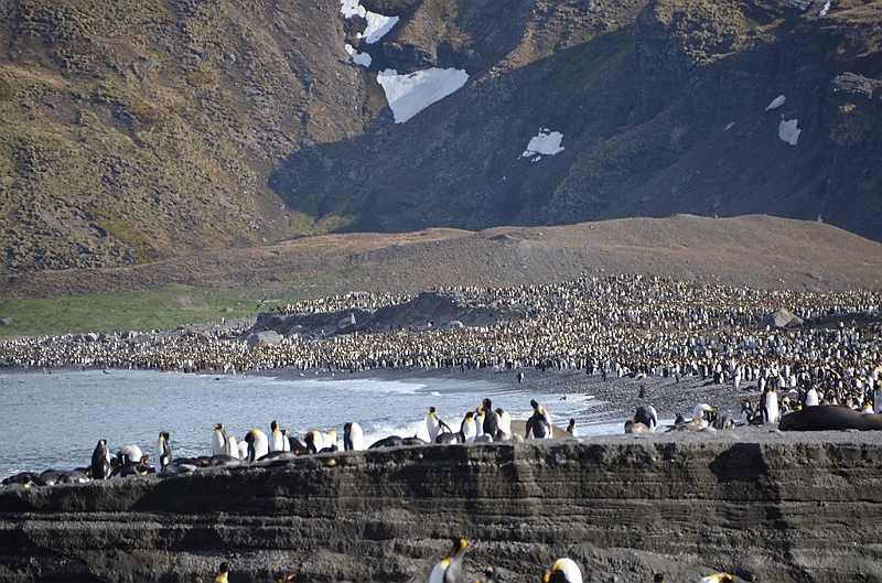 246_Antarctica_South_Georgia_Saint_Andrews_Bay.JPG