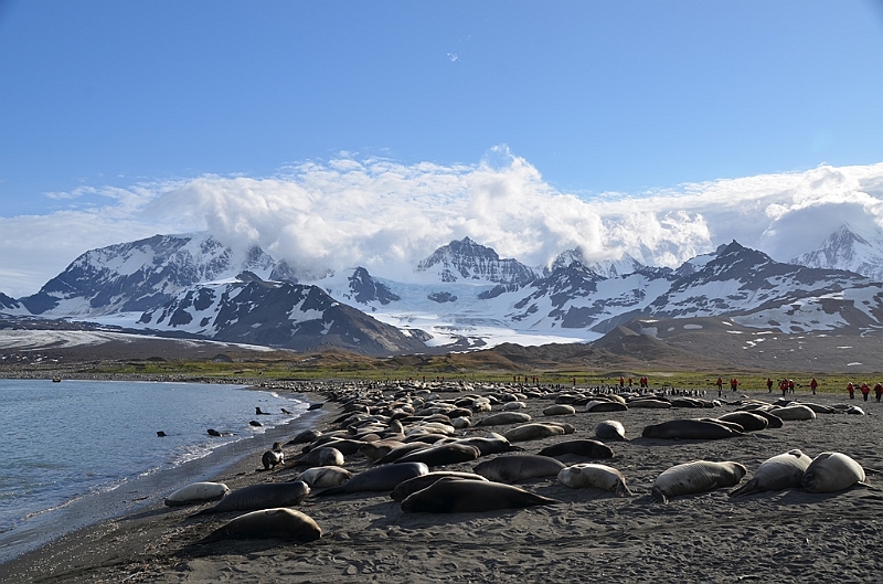 255_Antarctica_South_Georgia_Saint_Andrews_Bay.JPG