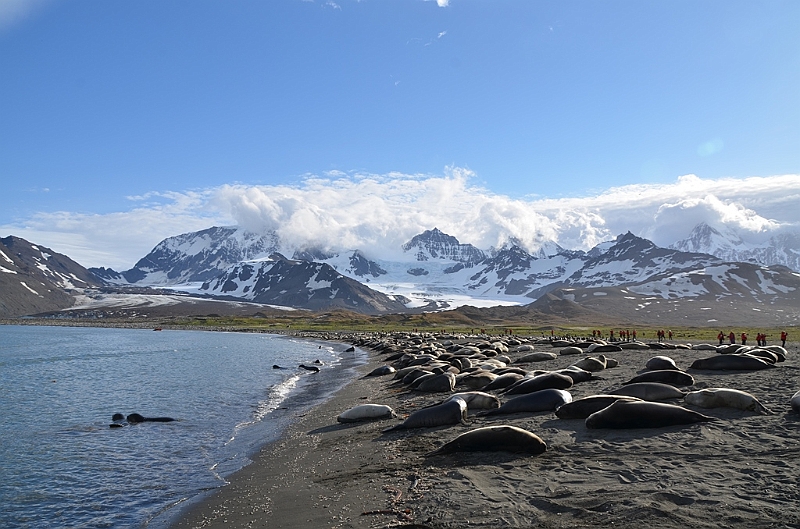 256_Antarctica_South_Georgia_Saint_Andrews_Bay.JPG
