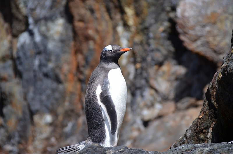 307_Antarctica_South_Georgia_Cooper_Bay.JPG
