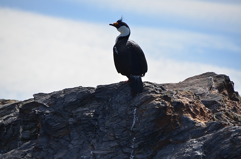 310_Antarctica_South_Georgia_Cooper_Bay.JPG