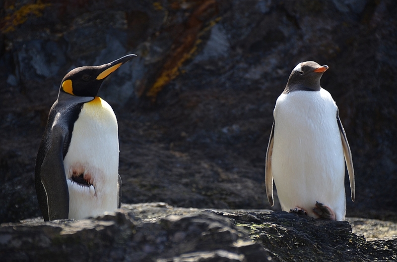 315_Antarctica_South_Georgia_Cooper_Bay.JPG