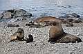052_Antarctica_South_Georgia_Fortuna_Bay