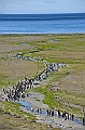 096_Antarctica_South_Georgia_Fortuna_Bay_King_Penguin
