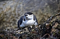 297_Antarctica_South_Georgia_Cooper_Bay_Zuegelpinguin