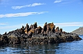 324_Antarctica_South_Georgia_Cooper_Bay