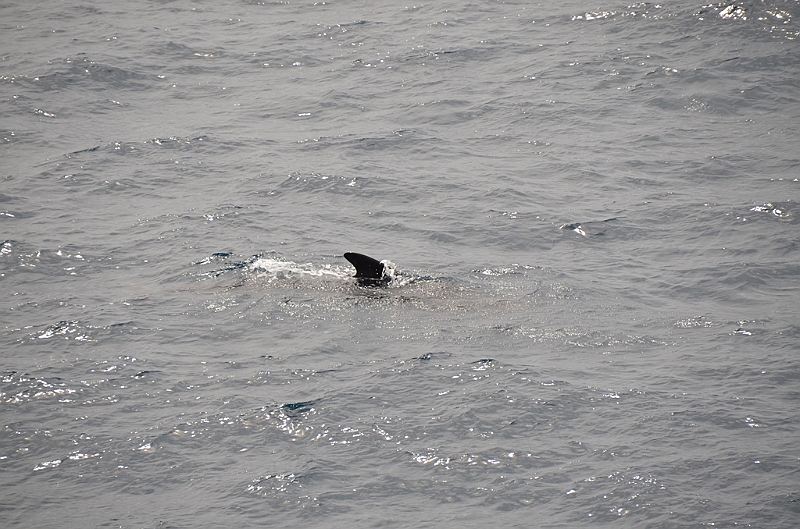 042_Falkland_Islands_Pilotwal.JPG