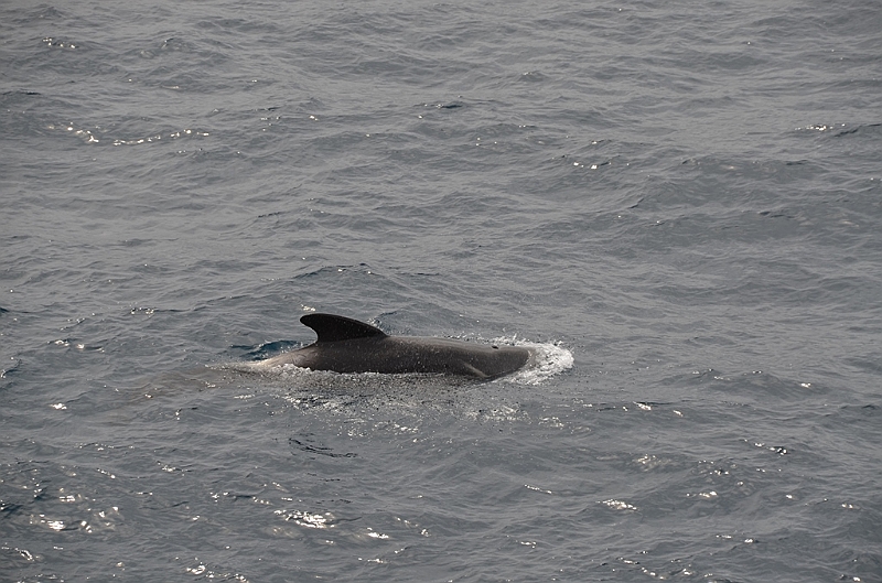 043_Falkland_Islands_Pilotwal.JPG