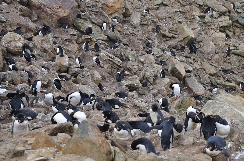 061_Falkland_Islands_New_Island.JPG