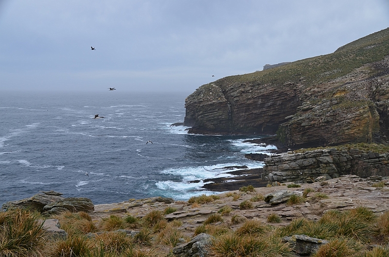 076_Falkland_Islands_New_Island.JPG