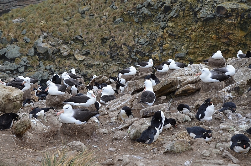 078_Falkland_Islands_New_Island.JPG