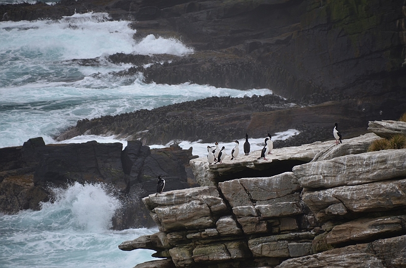 079_Falkland_Islands_New_Island.JPG
